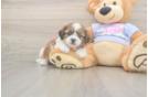 Meet Galaxy - our Teddy Bear Puppy Photo  1/3 - Puppy Love PR Hypoallergenic Shi Chon Designer Puppy