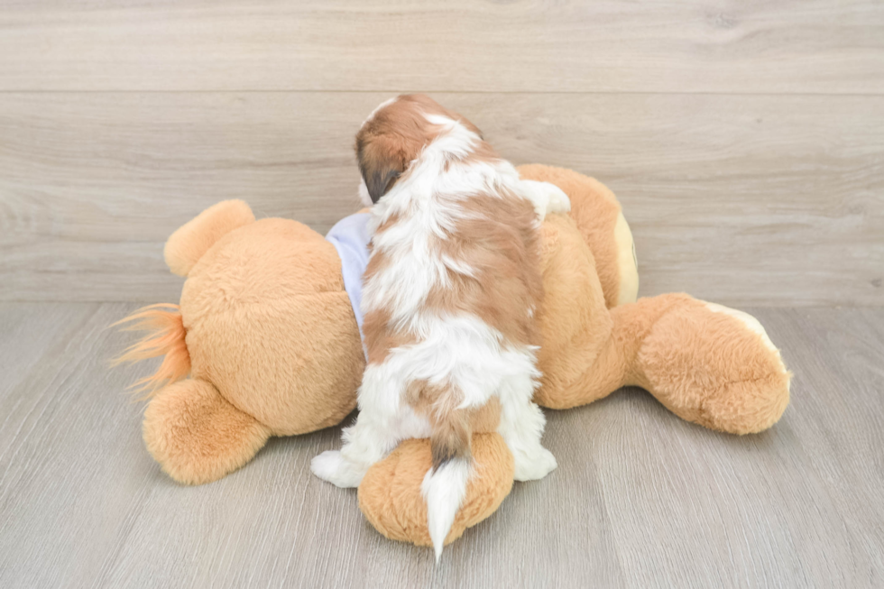 Meet Galaxy - our Teddy Bear Puppy Photo  3/3 - Puppy Love PR Best Teddy Bear Baby