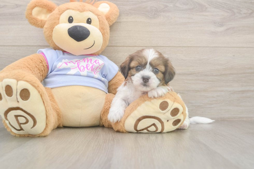 Meet Galaxy - our Teddy Bear Puppy Photo  2/3 - Puppy Love PR Teddy Bear Pup Being Cute