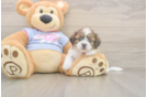 Meet Galaxy - our Teddy Bear Puppy Photo  2/3 - Puppy Love PR Teddy Bear Pup Being Cute