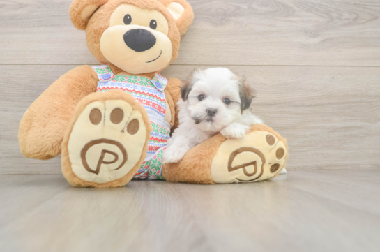Funny Teddy Bear Designer Pup
