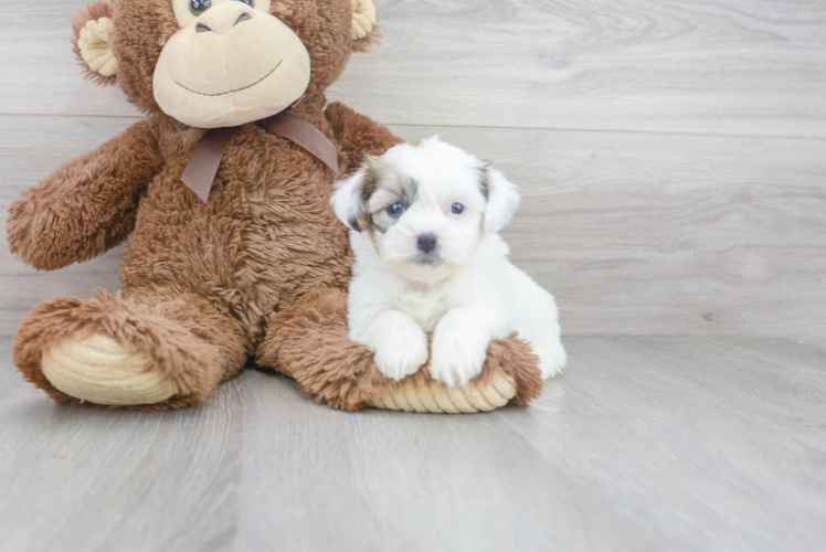 Teddy Bear Pup Being Cute