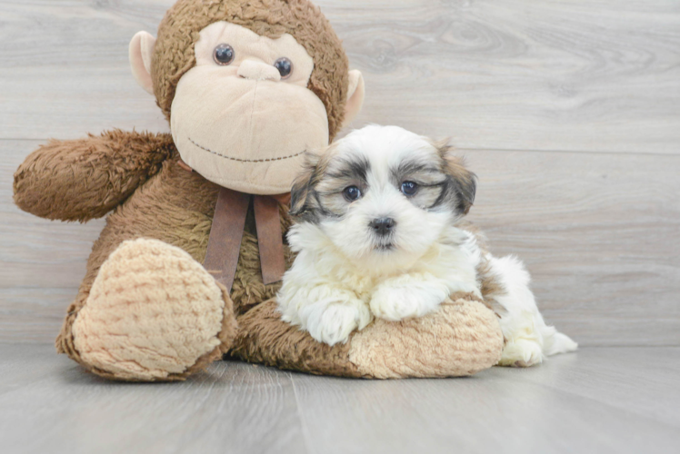 Meet Galaxy - our Teddy Bear Puppy Photo 1/3 - Puppy Love PR Energetic Shit Designer Puppy