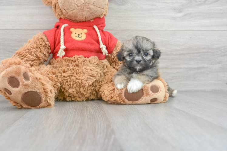 Meet Gale - our Teddy Bear Puppy Photo 1/3 - Puppy Love PR Teddy Bear Pup Being Cute