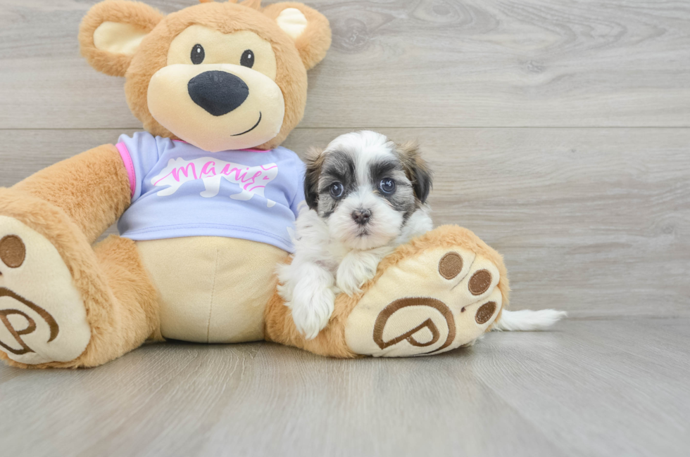 6 week old Teddy Bear Puppy For Sale - Puppy Love PR