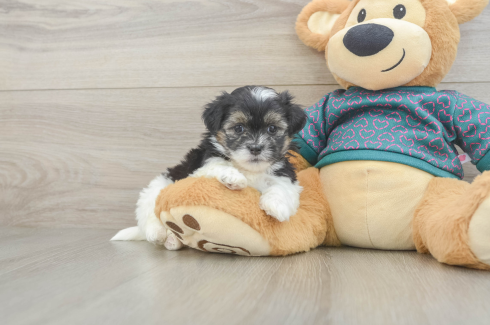 5 week old Teddy Bear Puppy For Sale - Puppy Love PR