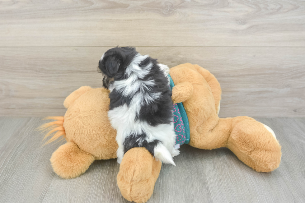 Happy Teddy Bear Baby
