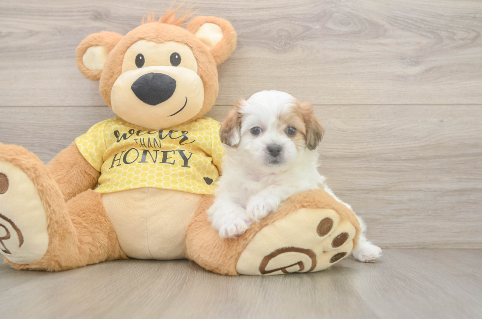 5 week old Teddy Bear Puppy For Sale - Puppy Love PR