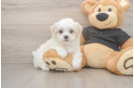 Best Teddy Bear Baby