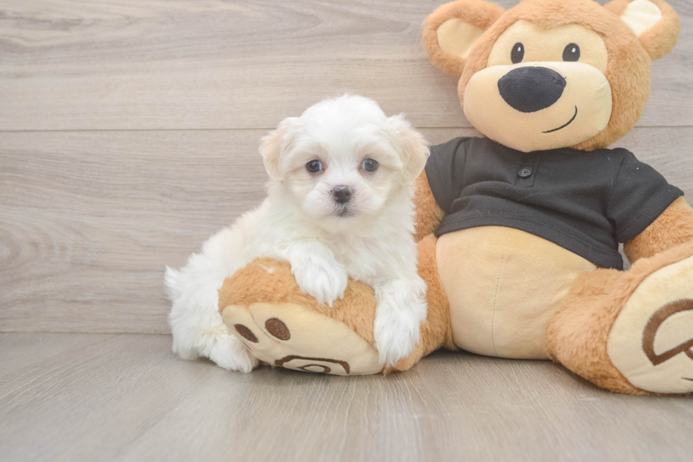 Best Teddy Bear Baby