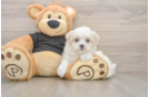 Friendly Teddy Bear Baby