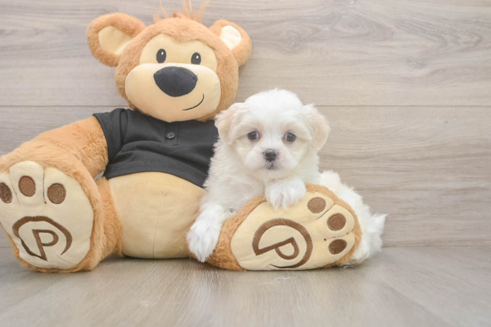 Friendly Teddy Bear Baby