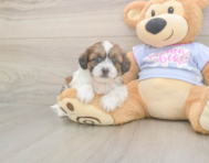 8 week old Teddy Bear Puppy For Sale - Puppy Love PR