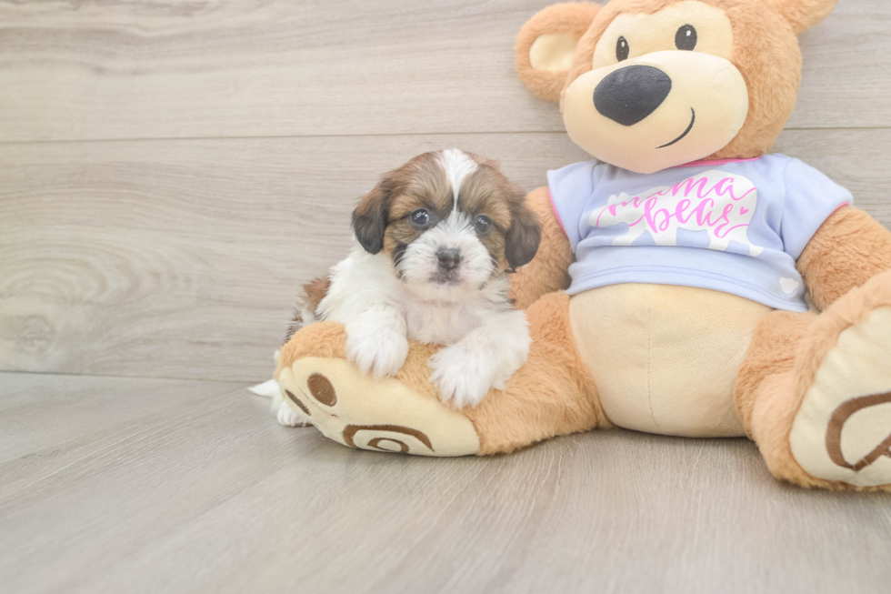 Meet Gale - our Teddy Bear Puppy Photo  1/3 - Puppy Love PR Adorable Shit Designer Puppy