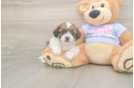 Meet Gale - our Teddy Bear Puppy Photo  1/3 - Puppy Love PR Adorable Shit Designer Puppy