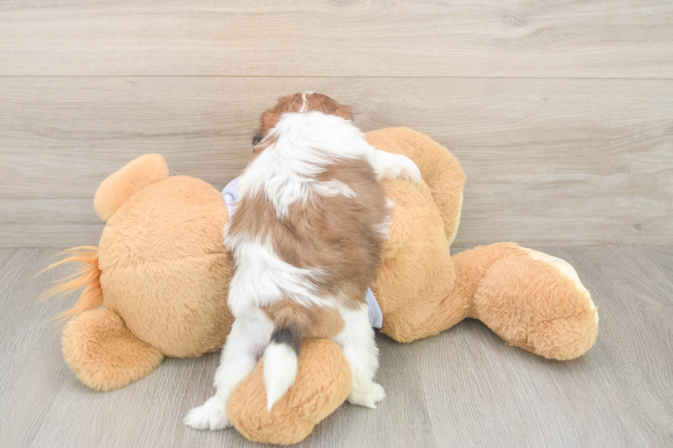 Meet Gale - our Teddy Bear Puppy Photo  3/3 - Puppy Love PR Fluffy Teddy Bear Designer Pup