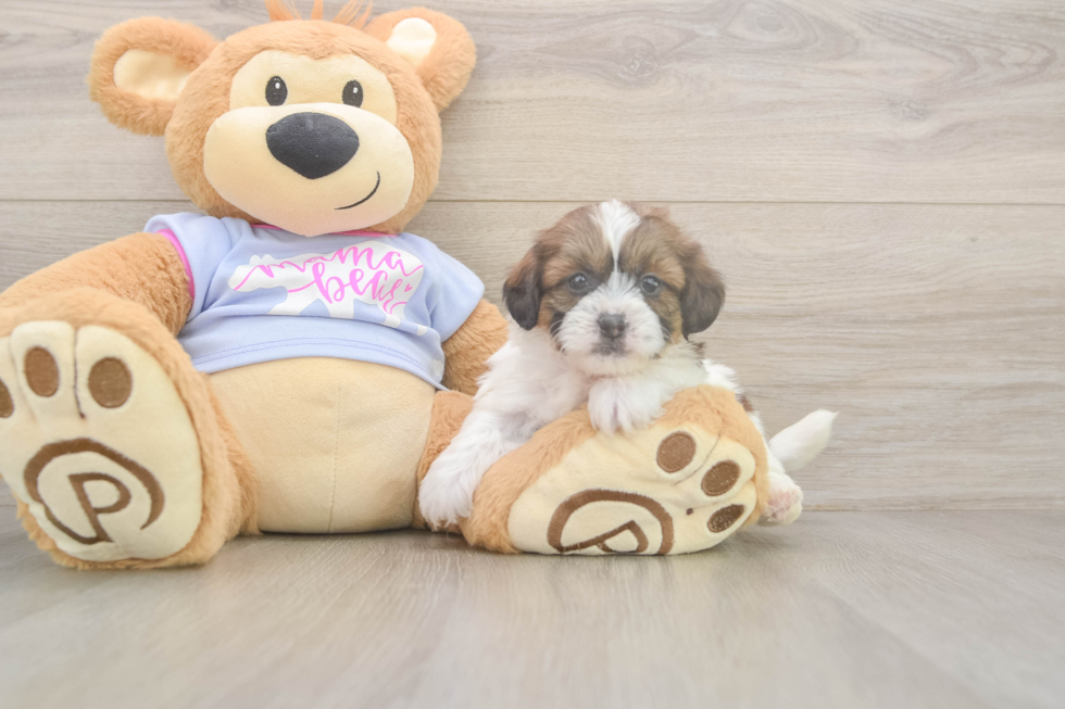 Meet Gale - our Teddy Bear Puppy Photo  2/3 - Puppy Love PR Smart Teddy Bear Designer Pup