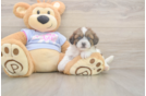 Meet Gale - our Teddy Bear Puppy Photo  2/3 - Puppy Love PR Smart Teddy Bear Designer Pup