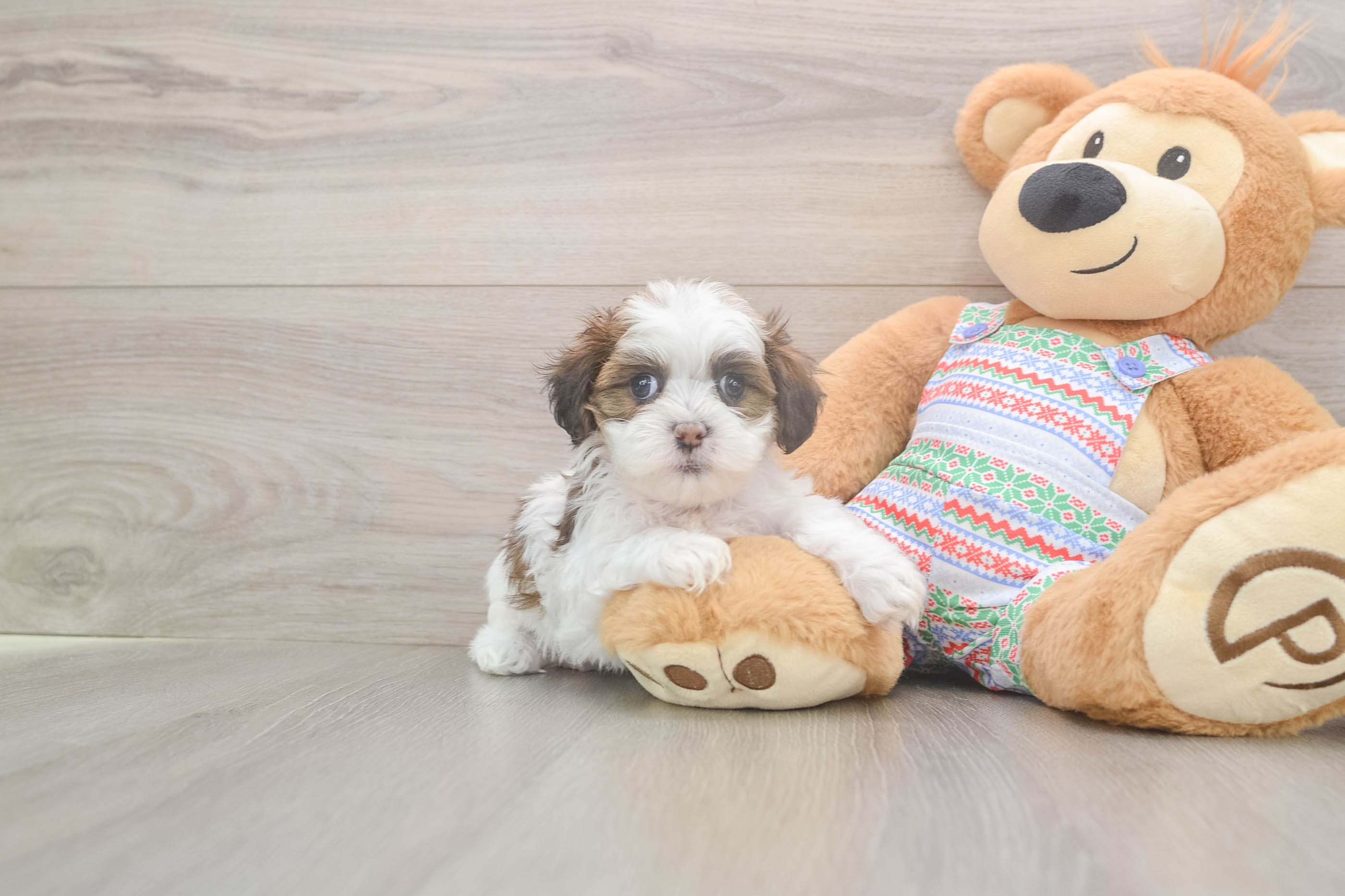 Best Teddy Bear Baby