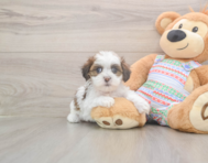 6 week old Teddy Bear Puppy For Sale - Puppy Love PR