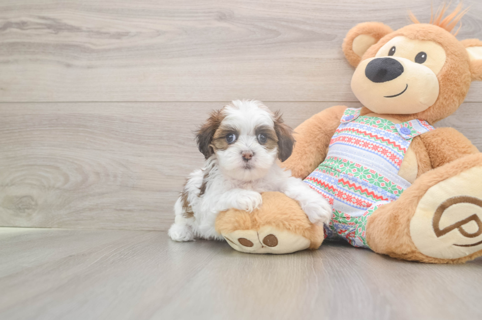 5 week old Teddy Bear Puppy For Sale - Puppy Love PR