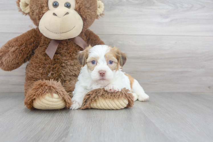 Teddy Bear Pup Being Cute