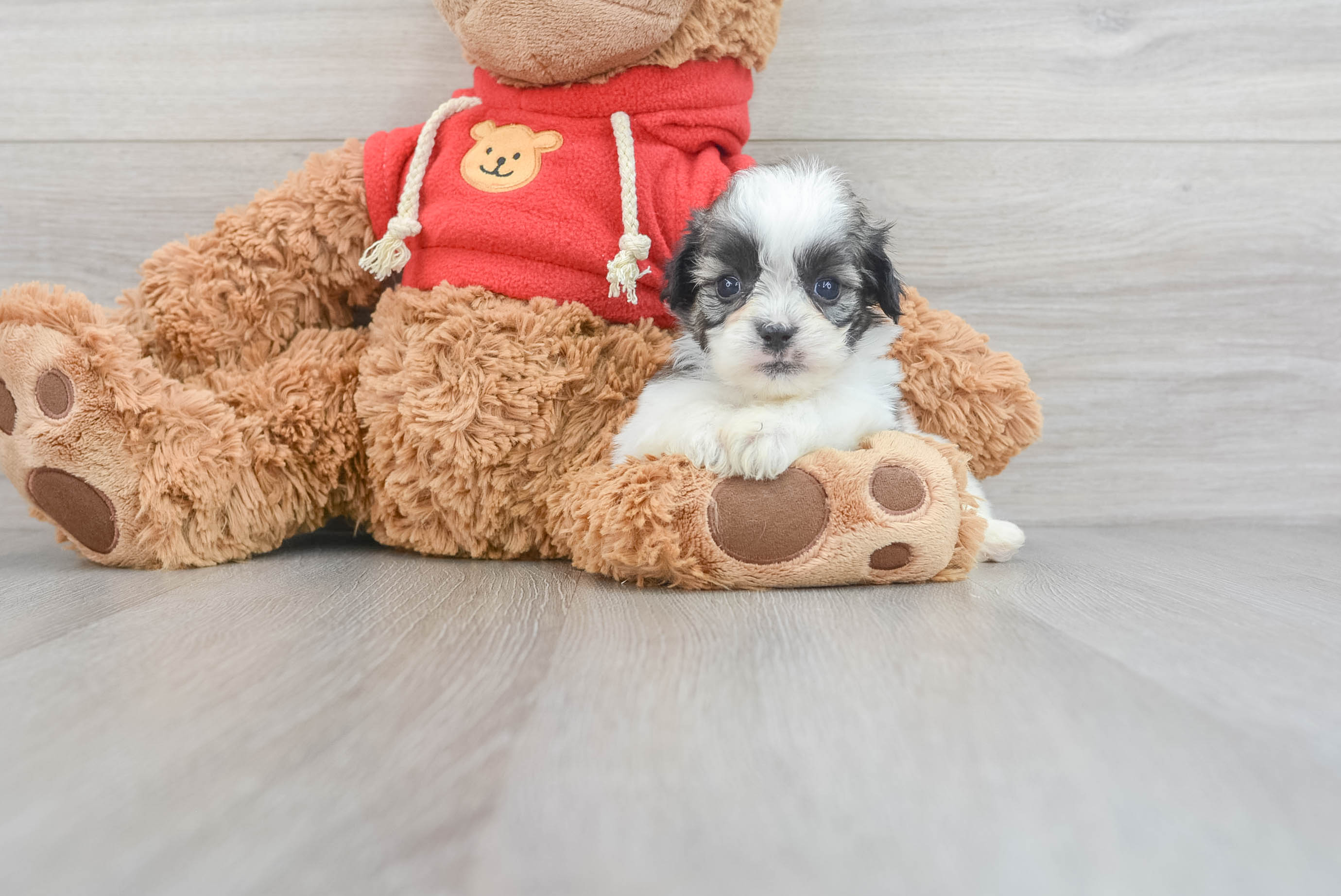 Brown teddy bear store puppies for sale