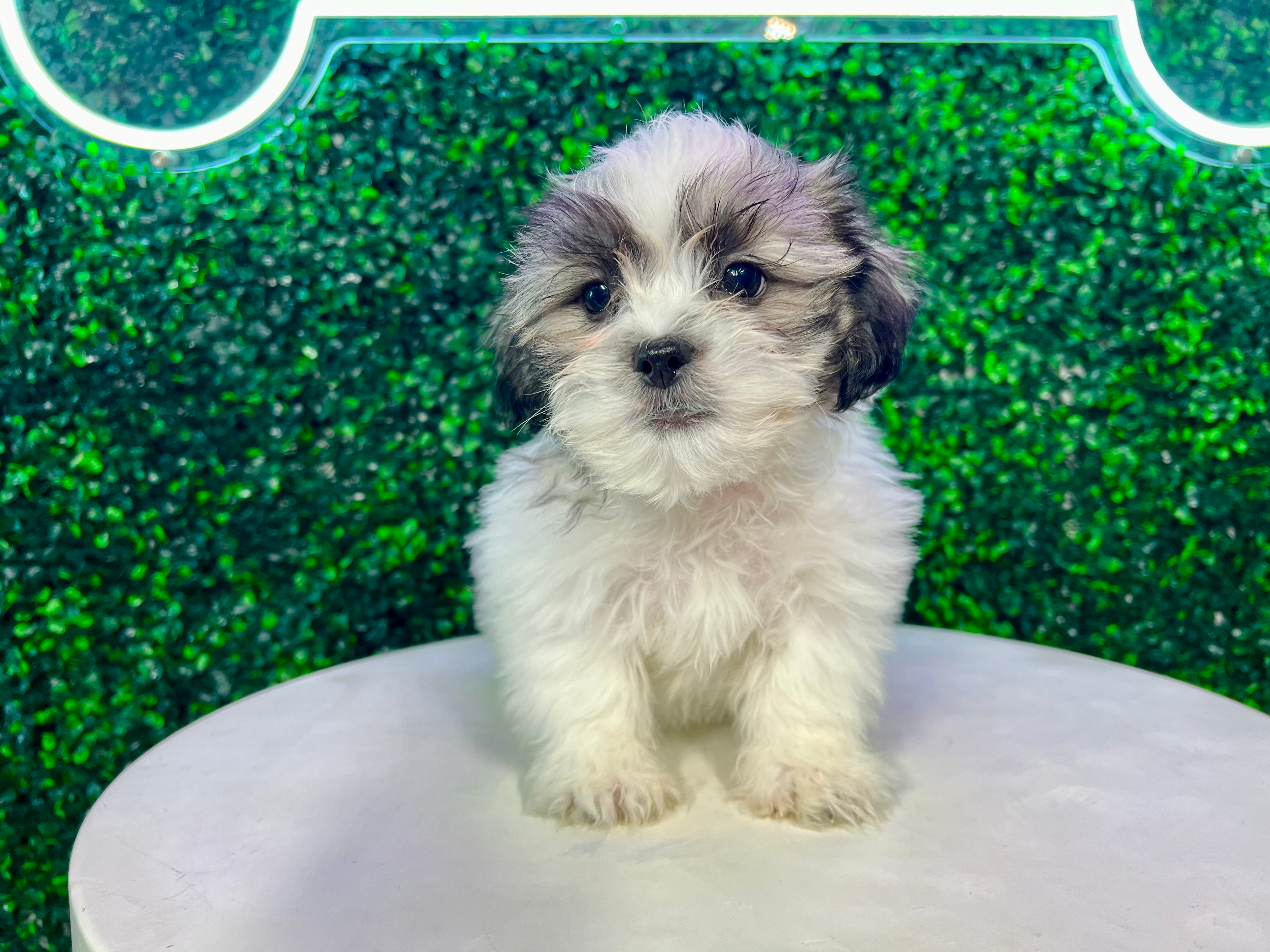 Cute Shichon Designer Puppy