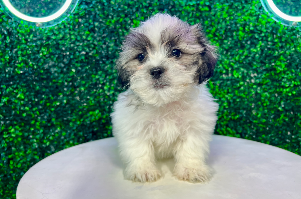 11 week old Teddy Bear Puppy For Sale - Puppy Love PR