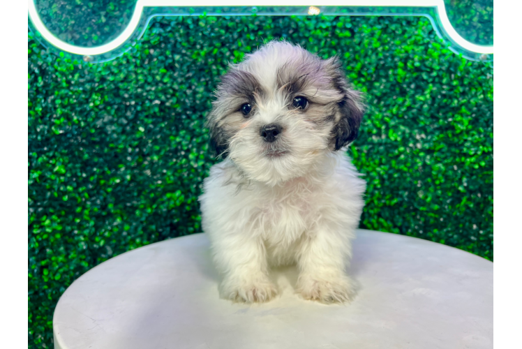 Meet Garrett - our Teddy Bear Puppy Photo 1/4 - Puppy Love PR Cute Shichon Designer Puppy