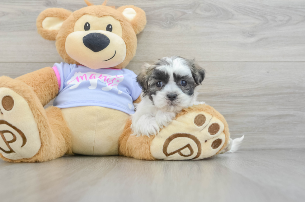 6 week old Teddy Bear Puppy For Sale - Puppy Love PR