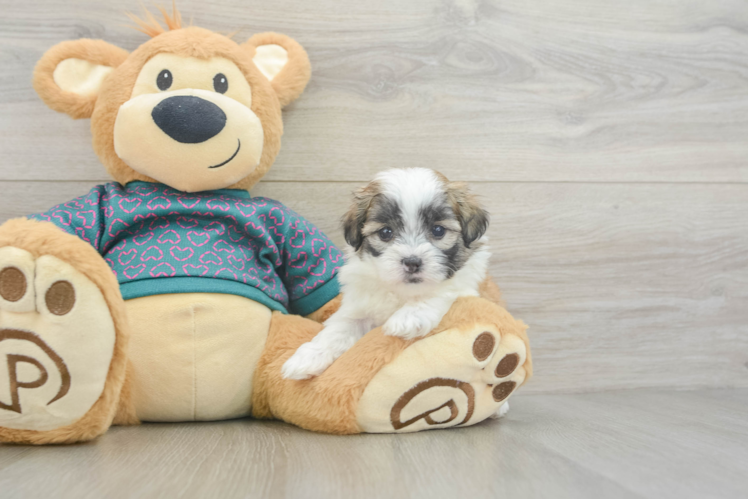Teddy Bear Puppy for Adoption