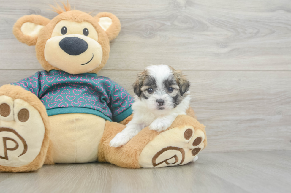 5 week old Teddy Bear Puppy For Sale - Puppy Love PR