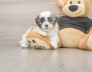 7 week old Teddy Bear Puppy For Sale - Puppy Love PR