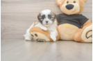 Fluffy Teddy Bear Designer Pup