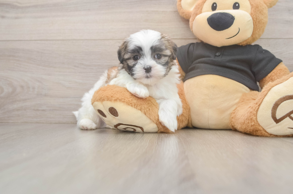 5 week old Teddy Bear Puppy For Sale - Puppy Love PR