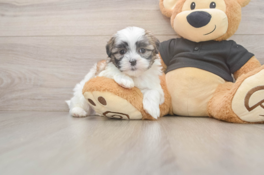 Fluffy Teddy Bear Designer Pup