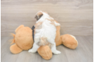 Best Teddy Bear Baby