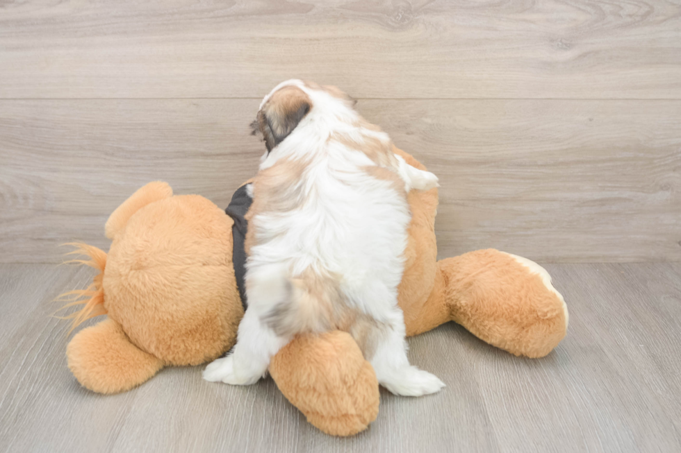 Best Teddy Bear Baby