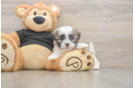 Teddy Bear Pup Being Cute
