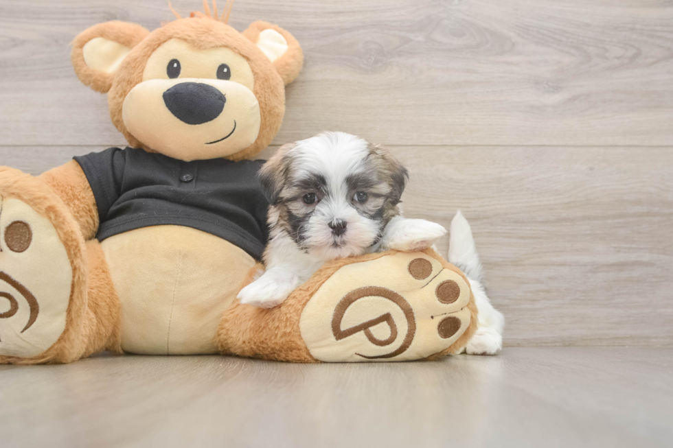 Teddy Bear Pup Being Cute