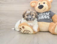 7 week old Teddy Bear Puppy For Sale - Puppy Love PR
