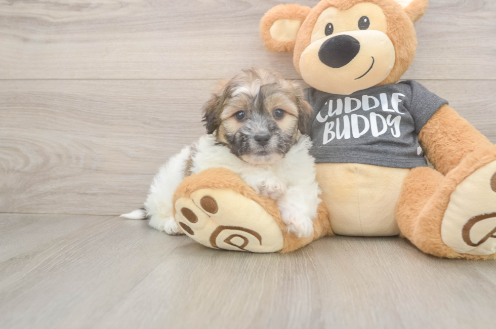 8 week old Teddy Bear Puppy For Sale - Puppy Love PR