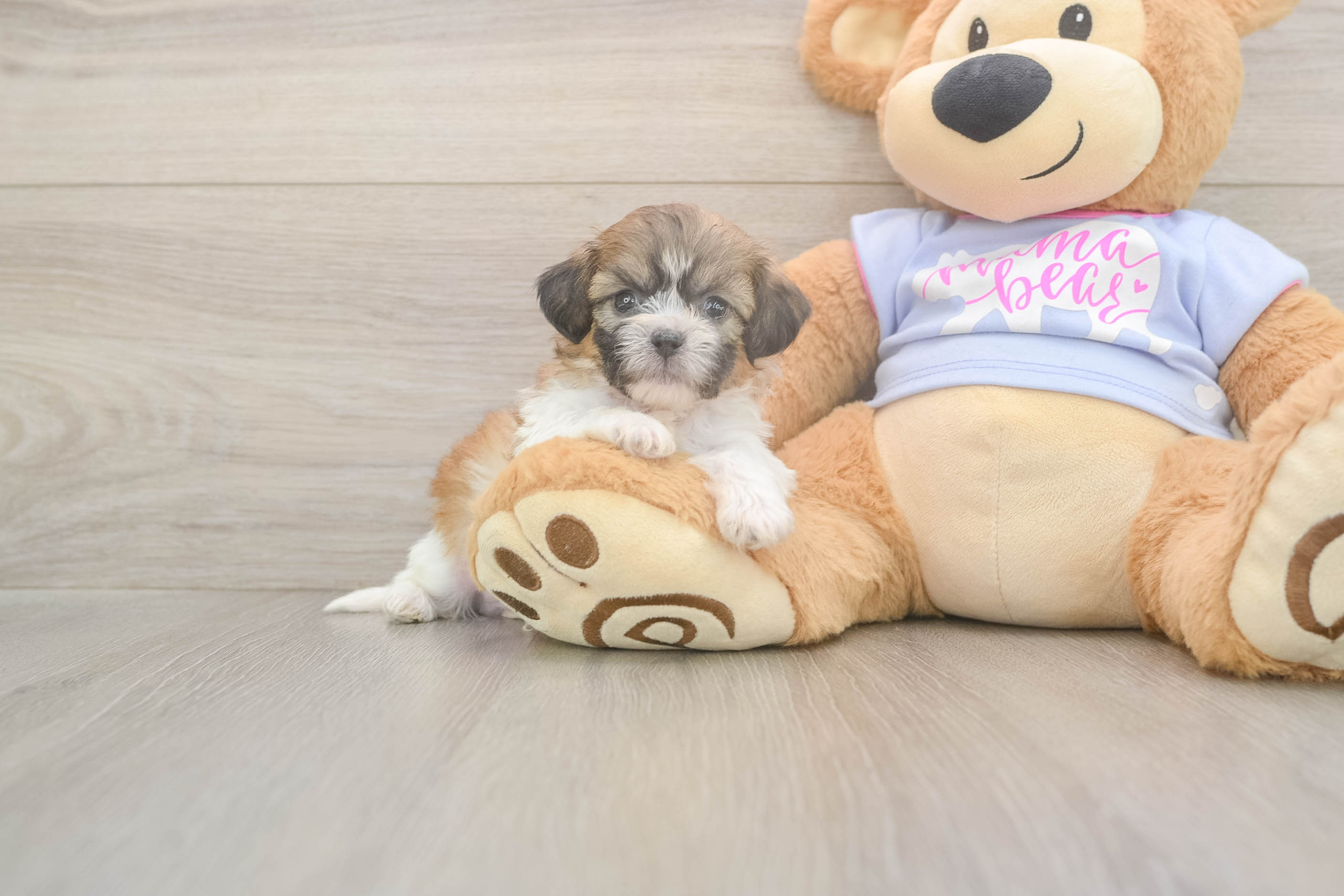 Happy Teddy Bear Baby