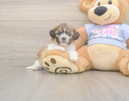 7 week old Teddy Bear Puppy For Sale - Puppy Love PR
