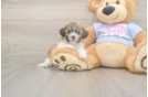 Meet Garrett - our Teddy Bear Puppy Photo  1/3 - Puppy Love PR Happy Teddy Bear Baby