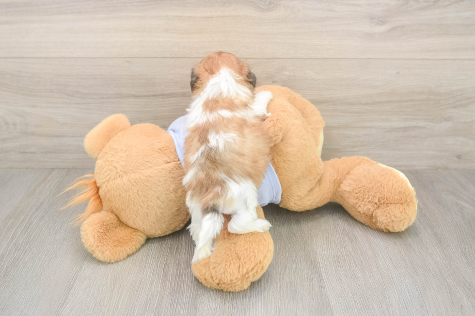 Meet Garrett - our Teddy Bear Puppy Photo  3/3 - Puppy Love PR Funny Teddy Bear Designer Pup