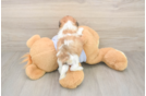 Meet Garrett - our Teddy Bear Puppy Photo  3/3 - Puppy Love PR Funny Teddy Bear Designer Pup