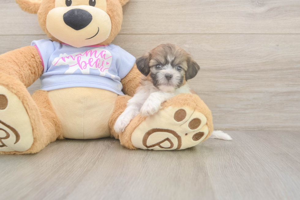 Meet Garrett - our Teddy Bear Puppy Photo  2/3 - Puppy Love PR Little Shitzu Designer Puppy
