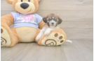 Meet Garrett - our Teddy Bear Puppy Photo  2/3 - Puppy Love PR Little Shitzu Designer Puppy